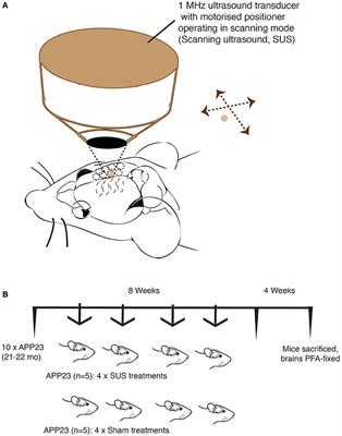 Safety and Efficacy of Scanning Ultrasound Treatment of Aged APP23 Mice